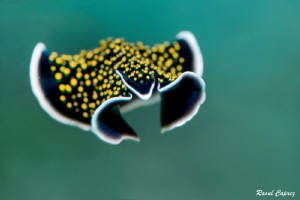 Flying worm by Raoul Caprez 
